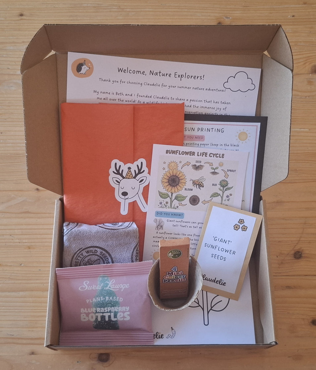 Summer Explorer Activity Box